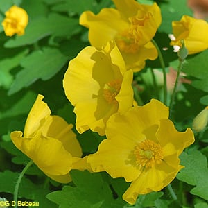 Wood Poppy, Stylophorum diphyllum (Michx.) Nutt.