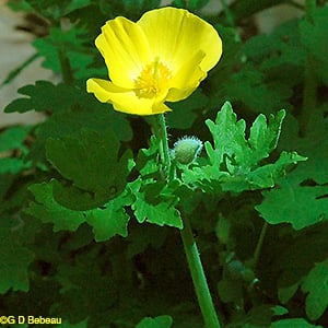 Wood Poppy, Stylophorum diphyllum (Michx.) Nutt.