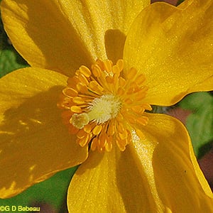 Wood Poppy, Stylophorum diphyllum (Michx.) Nutt.