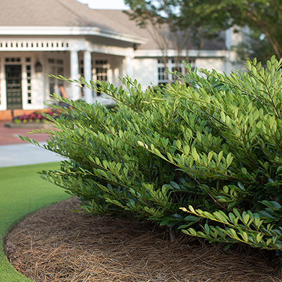 Get to Know 8 Shrubs Pro Landscapers Recommend - The Home Depot