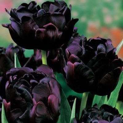 Ten Really Great (Almost) Black Flowers To Plant In Your Garden - Here By  Design