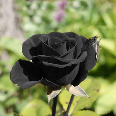 Rose Seeds "Black Rose" Flower Seeds U.K. SELLER | eBay