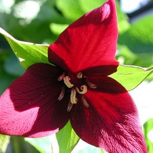 Trillium erectum - Red Trillium - Trilliaceae (The Trillium Family)