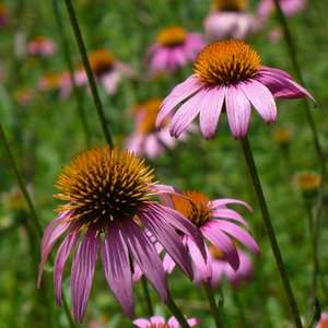 Native Purple Cone Flower