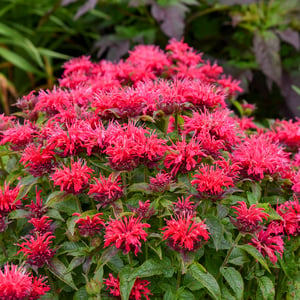 SUGAR BUZZ® Cherry Pops Beebalm, Monarda, Oswego Tea, Bergamot