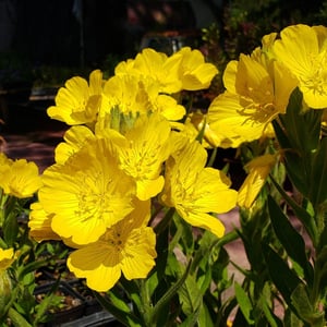 Prairie Sundrops, Meadow Evening Primrose