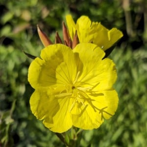 Northern Sundrops, Narrowleaf Evening Primrose