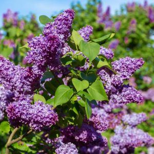 Check Out Our Beautiful Flowering Bushes | NatureHills.com