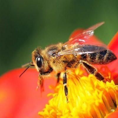 Topic · Honey bees · Change.org