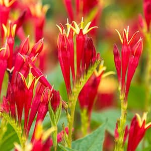 Spring Hill Nurseries Little Red Head Indian Pink (Spigelia), Live Bareroot  Perennial Plant with Red Flowers (1-Pack) 65122 - The Home Depot