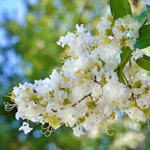 3 Gal. Natchez White Crape Myrtle CRMNAT03G - The Home Depot