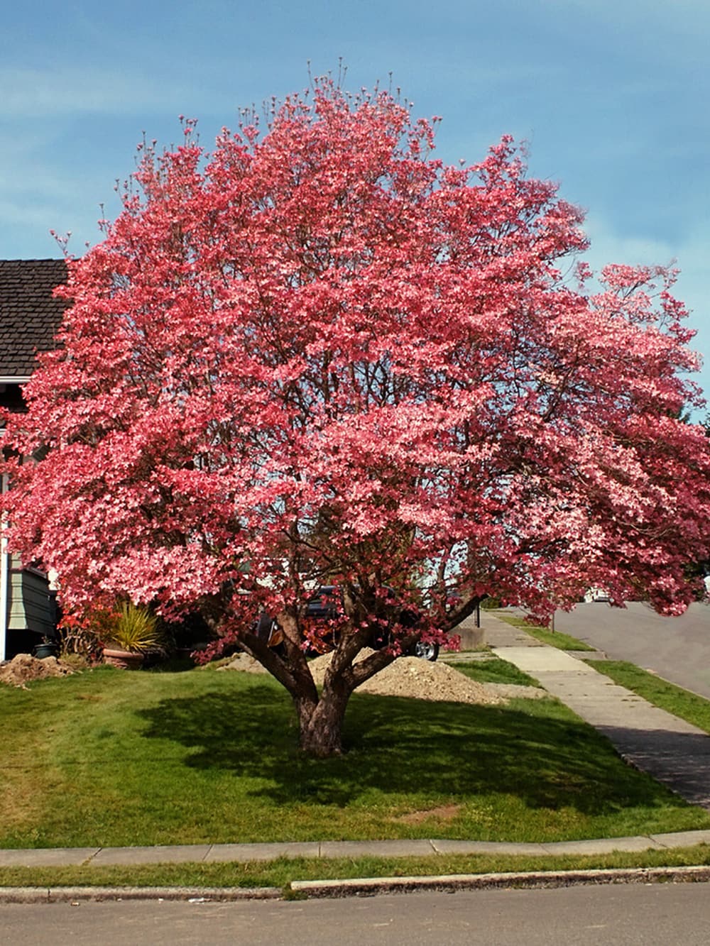 Southern Planters 3.84-Gallon (s) Pink Flowering Super Princess Dogwood In  Pot (With Soil) DOGSUP05G at Lowes.com