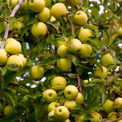 Dwarf Golden Delicious Apple Trees for Sale – FastGrowingTrees.com