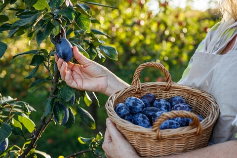 Plum Tree