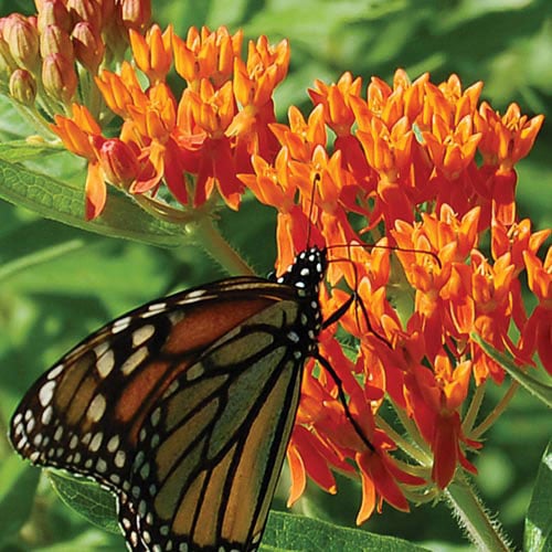 Butterflyweed - Prairie Flower - Seed Savers Exchange