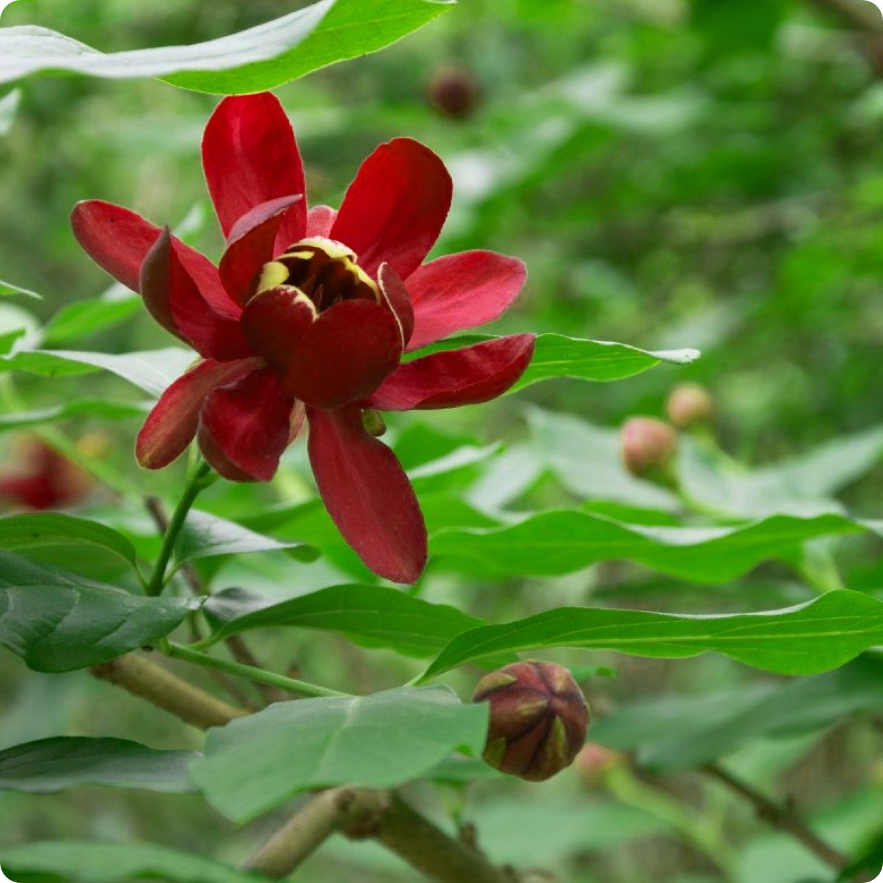 Carolina Allspice Shrubs | Greenwood Nursery