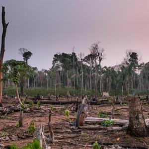 Here are our top facts about the Amazon | WWF
