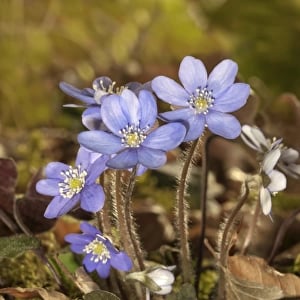 Blossoming Hepatica, Liverwort -Hepatica nobilis-, Germany