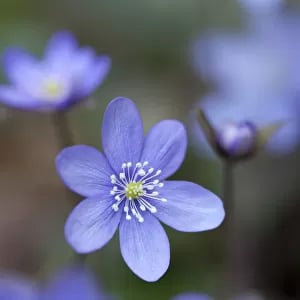 Common Hepatica, liverwort -Hepatica nobilis Our beautiful Wall Art and  Photo Gifts include Framed Prints, Photo Prints, Poster Prints, Canvas  Prints, Jigsaw Puzzles, Metal Prints and so much more