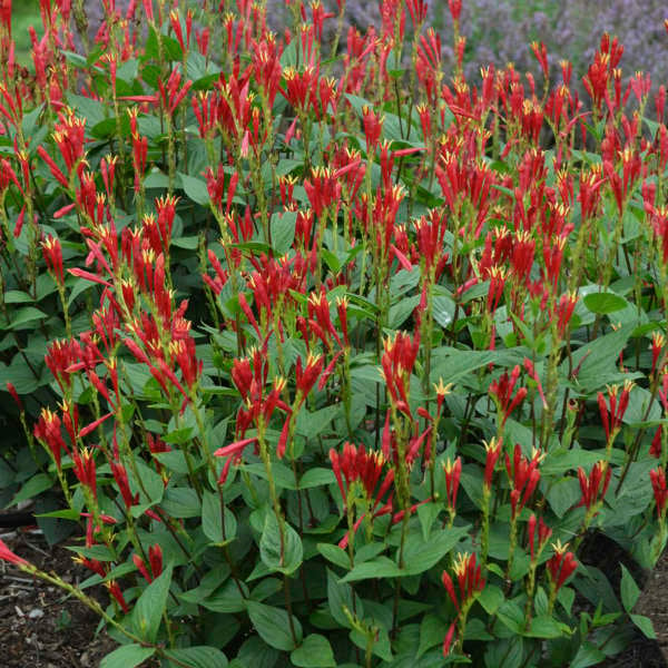 Spigelia marilandica - Little Red Head Indian Pink