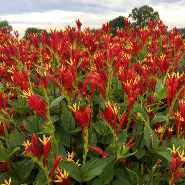 Spigelia marilandica - Little Red Head Indian Pink