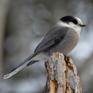 Celebrate “Canada Birds!” - Nature Canada