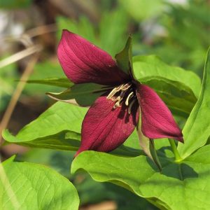 Trilliums (Trillii?) | Traditional Iconoclast