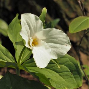 Trilliums (Trillii?) | Traditional Iconoclast