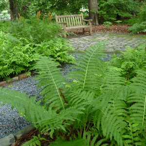 Ferns – Norfolk Botanical Garden