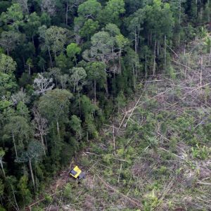 More Evidence Companies Won't Meet 2020 Deforestation Targets - Ecosystem Marketplace