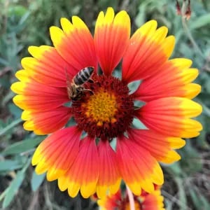 Indian Blanket Seeds (Gaillardia pulchella) for Butterflies