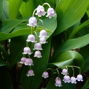 Lily of the valley - Precious Flora