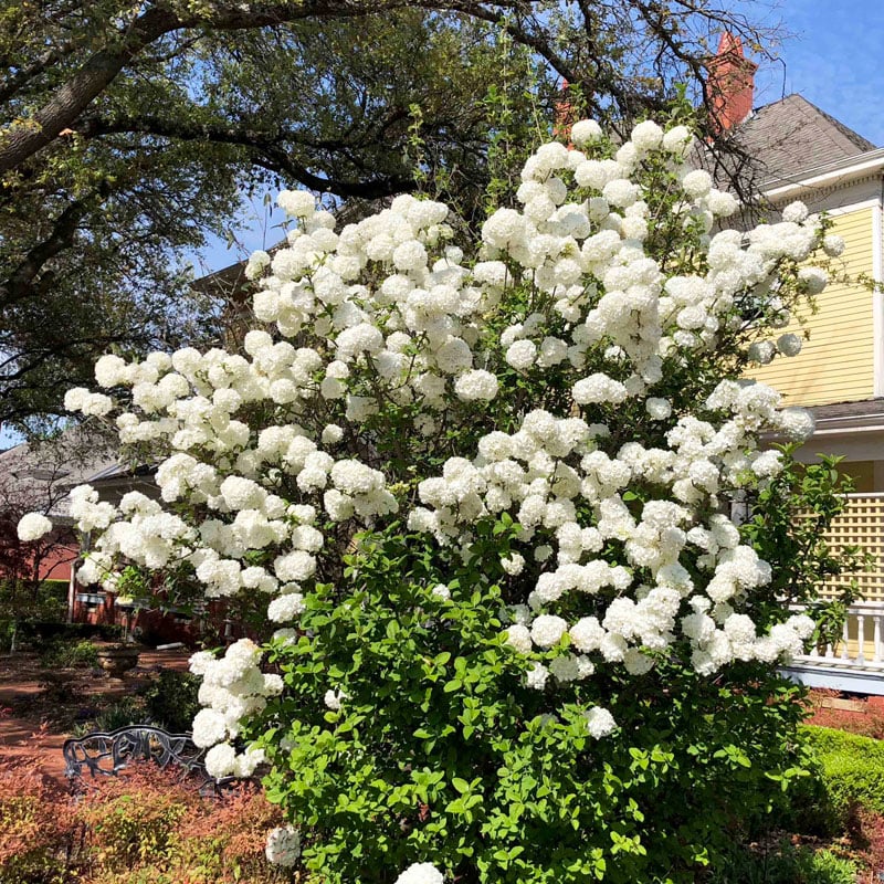 Chinese snowball - Neil Sperry's GARDENS