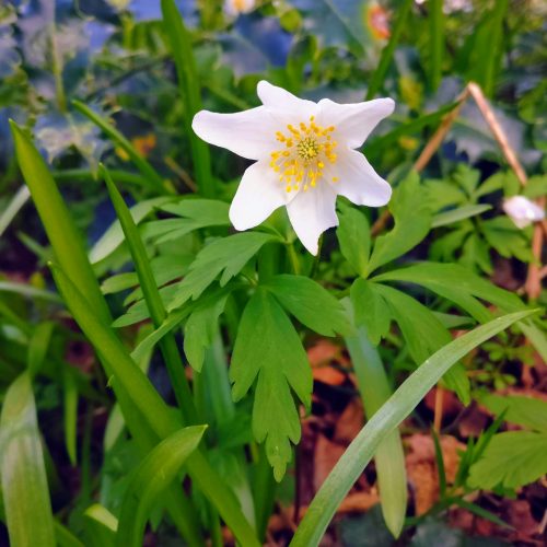 Anemone nemorosa (Wood Anemone) - Sussex Botanical Recording Society