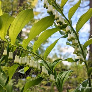 Polygonatum biflorum #2 (Solomon's Seal) - Scioto Gardens Nursery