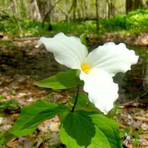 Trillium grandiflorum 3qt (Great White Trillium) - Scioto Gardens Nursery