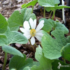 Sanguinaria canadensis 3qt (Bloodroot) - Scioto Gardens Nursery