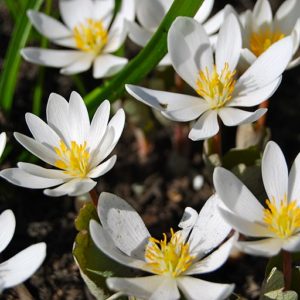 Bloodroot (Sanguinaria canadensis) | ASHLAND GARDEN CLUB