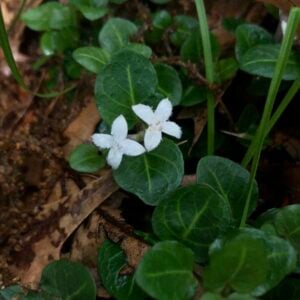 Partridgeberry (Mitchella repens)