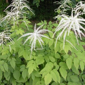 Goat's Beard - Plan Bee Native Plants