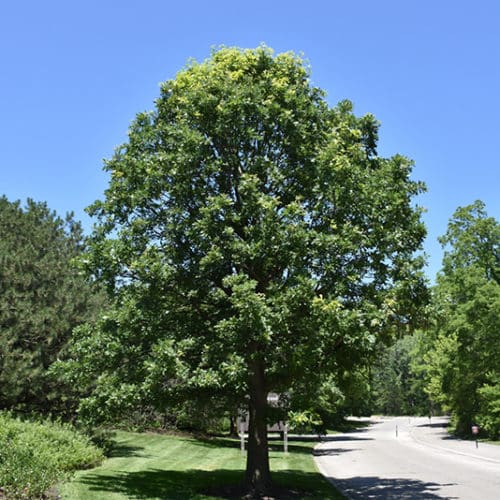 Bur Oak - Buchanan's Native Plants