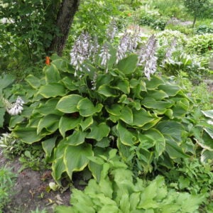 Hostas for sale Vermont Flower Farm