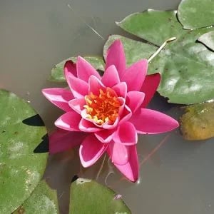 Nymphaea 'Yuh Ling' Water Lily