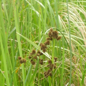 MN Native Hardstem Bulrush Plants | Natural Shore Technologies