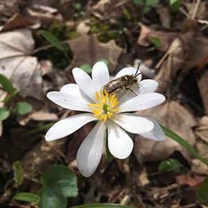 Bloodroot | Illinois Pollinators