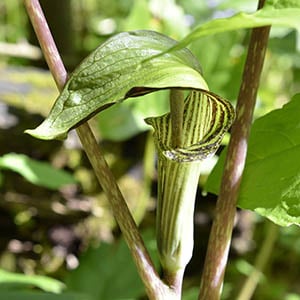 Jack-in-the-Pulpit | Illinois Pollinators