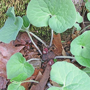 Wild Ginger | Illinois Pollinators