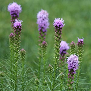 Prairie Blazing Star | Illinois Pollinators