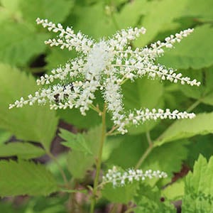 Goatsbeard | Illinois Pollinators