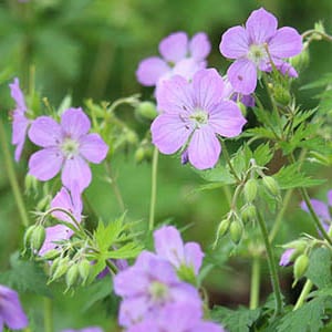 Wild Geranium | Illinois Pollinators